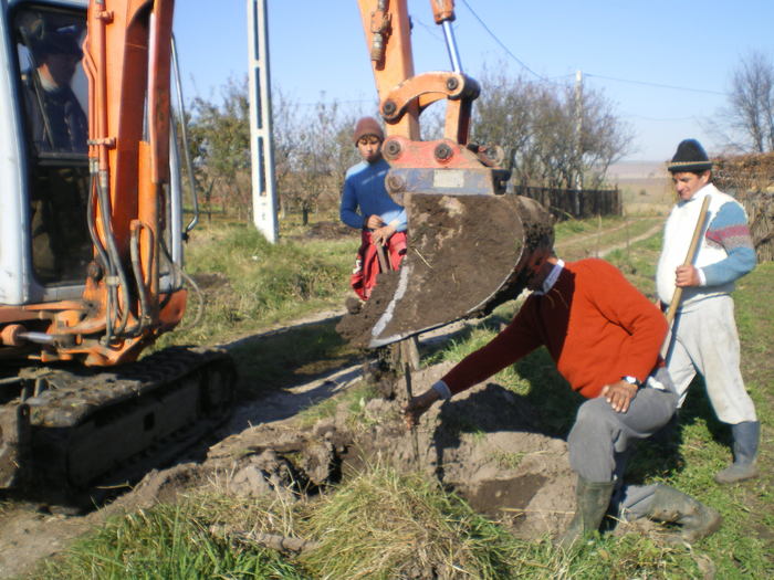 Plantare la locul definitiv - Paulownia