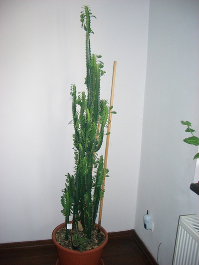 euphorbia.trigona.11.2010 - cactusi si suculente