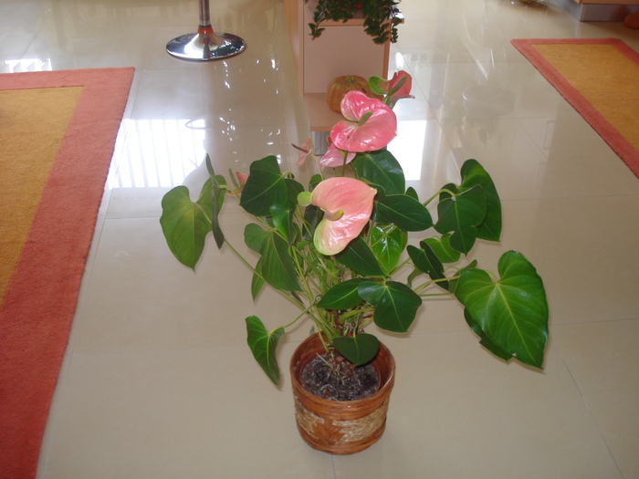 ANTHURIUM - FLORILE MELE