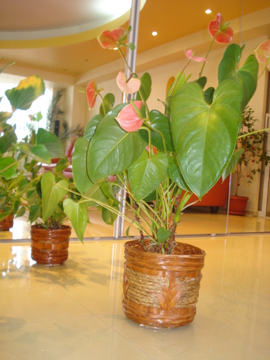 ANTHURIUM