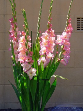 Gladiole Priscilla; Gladiole Priscilla albe cu roz
