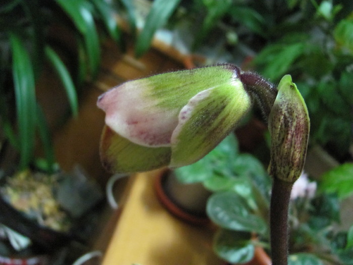 Paphiopedilum 1-4 nov 2010 001