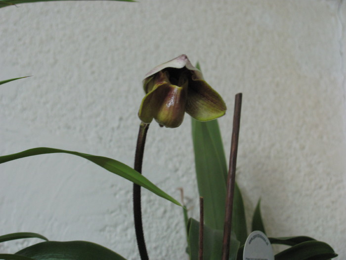 Paphiopedilum 1-4 nov 2010 004