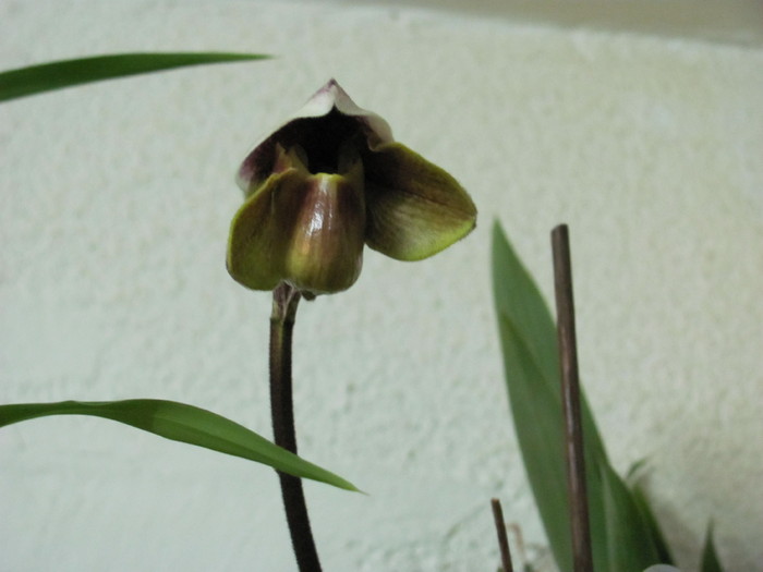 Paphiopedilum 1-4 nov 2010 005