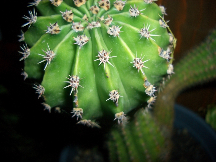 cactus2 - cactusi si suculente