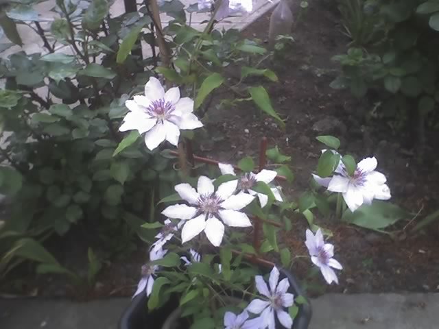 06-05-09_1935; clematita
