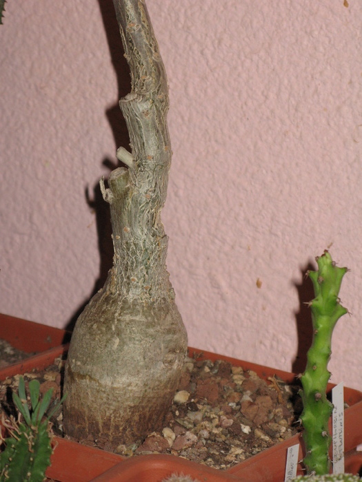 Unkarina Detaliu caudex - Caudex Plante cu caudex