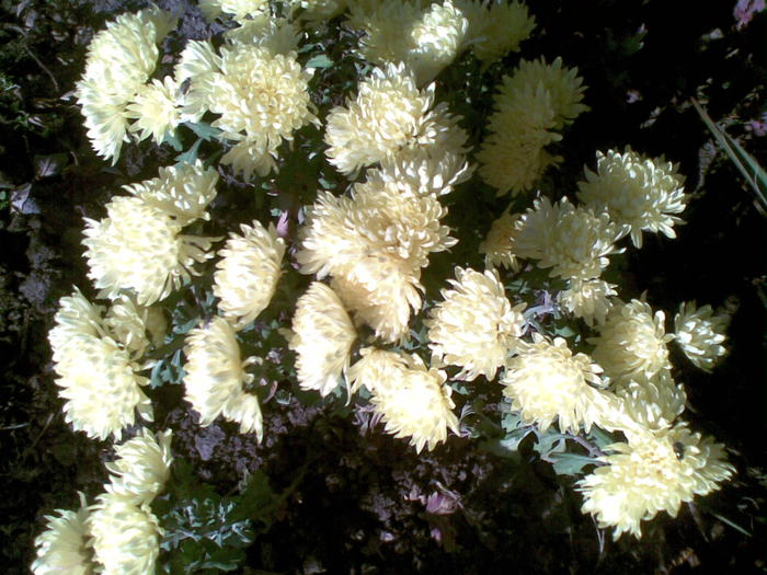 crizantema - flori de gradina 2010