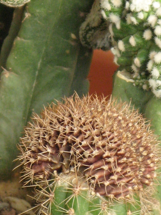 Gymnocalycium mihanovichii fma cristata - CACTACEAE - diverse specii si genuri