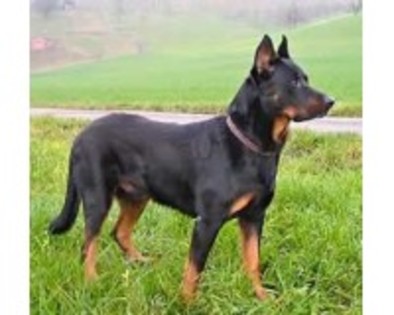 Beauceron