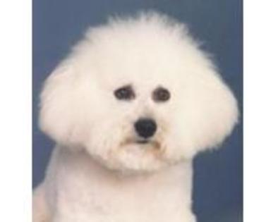 Bichon Maltez