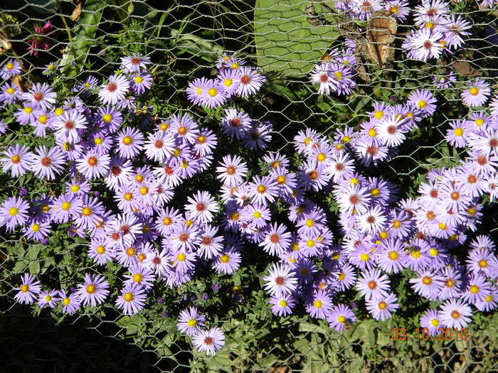 ASTER  tripolium