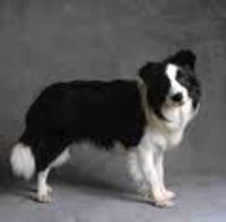 Border Collie