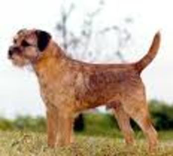 Border Terrier