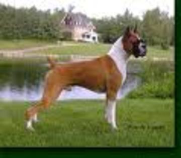 Boxer