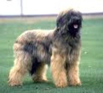 Briard