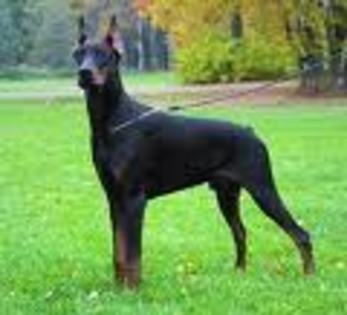 Doberman