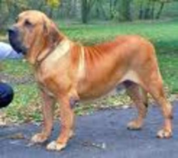 Mastiff Brazilian