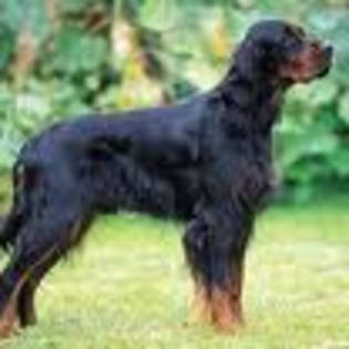 Gordon Setter