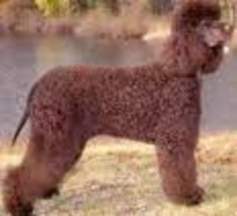 Irish Water Spaniel