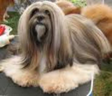 Lhasa Apso