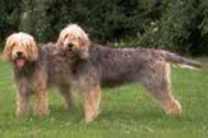 Otterhound Copoiul pentru vidre