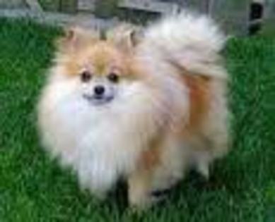 Pomeranian