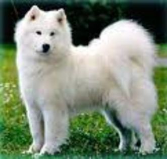 Samoyed