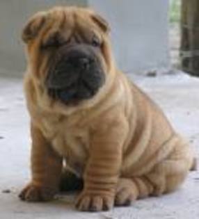 Shar- Pei