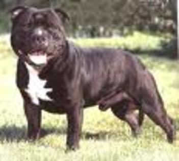 Staffordshire Bull Terrier