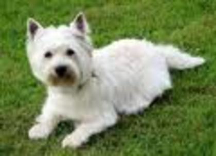 West Highland White Terrier