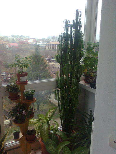 cactus cat balconul