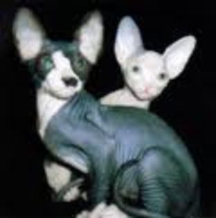 Sphynx