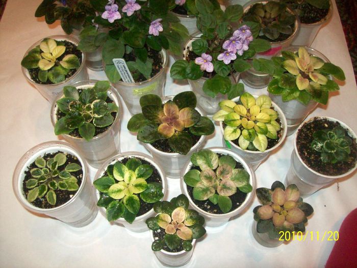 100_7138 - AFRICAN VIOLETS