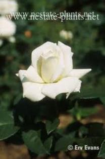 pascali-20buc; vigoare  : 80/40
culoare  : alb
parfum   : usor
utilizare:flori taiate , decor
