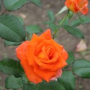 monika-20buc; vigoare : 90/45
culoare : portocaliu/galben
parfum  : usor
utilizare:flori taiate , decor
