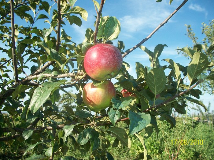 fructe; mar prima
