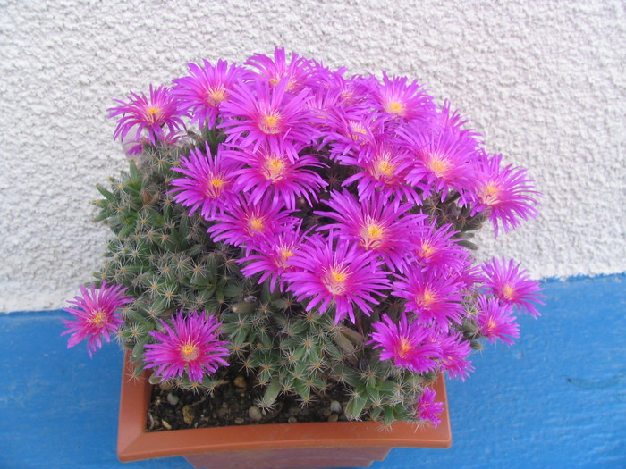 Trichodiadema densum Schwantes 1926; Origine: Africa de Sud (Cape Province, Willowmore)
