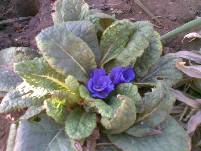 primula - flori de gradina 2010