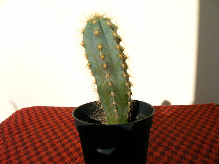 Pilosocereus azureus