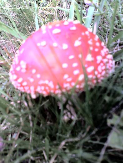 Amanita muscaria -ciupearca toxica