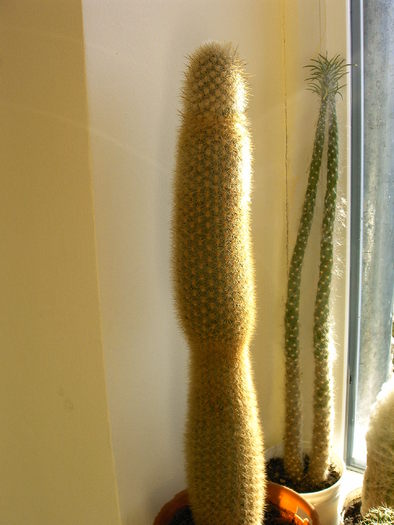 Austrocylindropuntia (dreapta)  ,Weberbauerocereus (stanga )