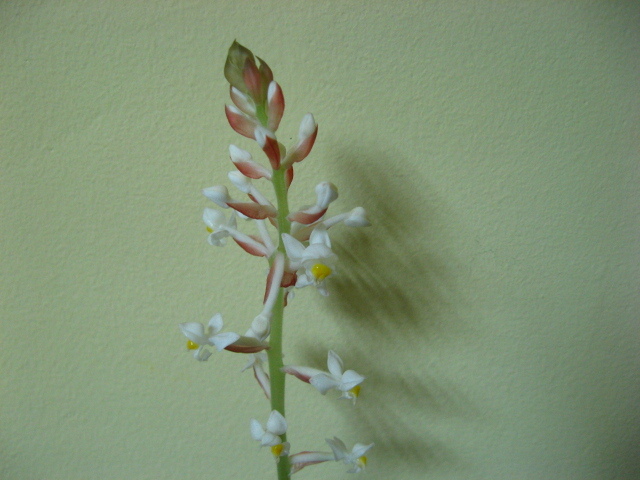 ludisia - orhidee