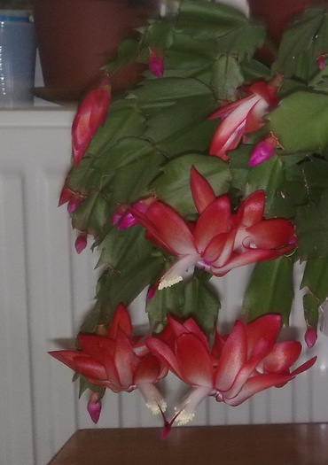 26 - Schlumbergera si Rhipsalidolis