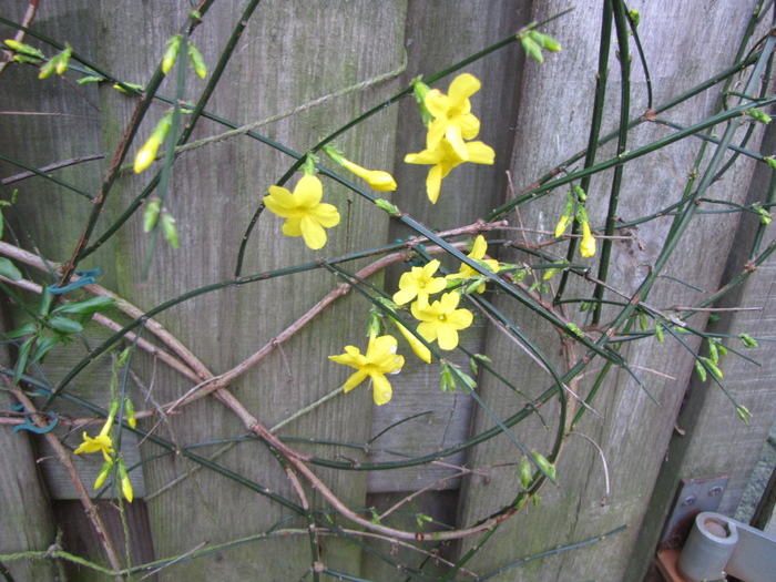 Jasminum Nudiflorum 28 noi 2010 (1)