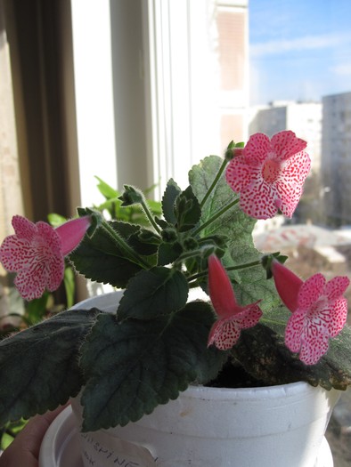 kohleria sunshine - 2-PLANTELE MELE