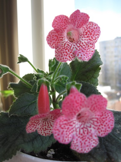 kohleria sunshine - 2-PLANTELE MELE