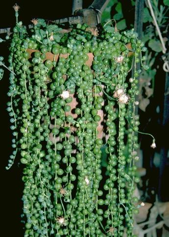 senecio rowleyanus - senecio rowleyanus