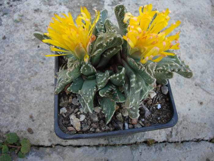 Faucaria felina ssp. tuberculosa    (Rolfe) Groen.