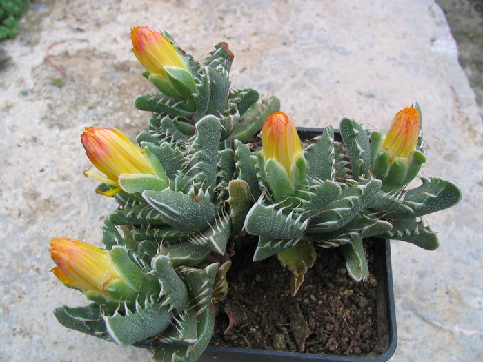 Faucaria subintegra   (L.Bolus)